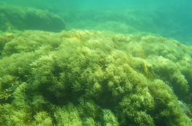 Descubriendo la Heterogeneidad de la Diversidad de Macroalgas en las Islas Canarias
