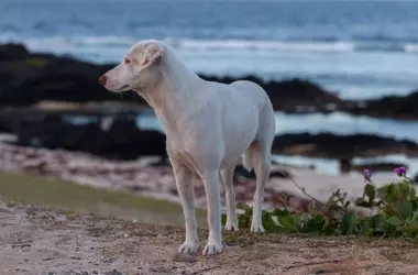 Celebrando el Día Mundial del Perro Adoptado 2026: Una Llamada a la Adopción Responsable