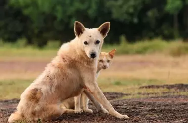 Descenso Preocupante en Adopciones de Mascotas en España