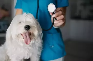 Descubriendo las Razones Ocultas Detrás de la Agresividad Canina: Una Perspectiva Veterinaria Crucial