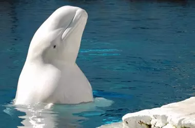 Fallecimiento Inesperado de Beluga "Jelly Bean" en el Oceanogr￠fic de Valencia: Investigaciones en Curso