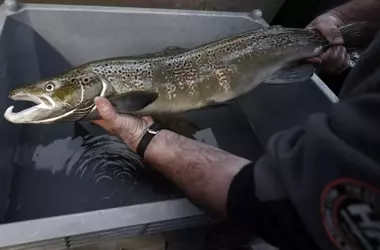 Comité científico aboga por declarar al salmón en peligro de extinción en España