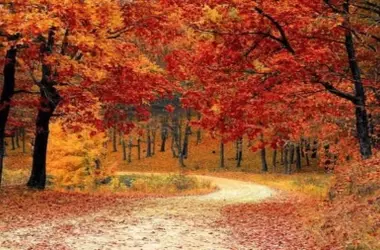 Los Colores del Otoño: Estrategias de Supervivencia y el Impacto del Cambio Climático