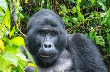 Día Mundial del Gorila 2026: Imperativo de Protección para el Rey de los Primates