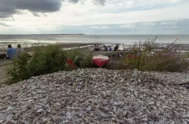 Conchas de Ostras Podrían Ser la Clave para Purificar Aguas Contaminadas con Tierras Raras