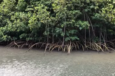 La Invasión Silenciosa: Cómo el Mangle Rojo Transformó los Ecosistemas Costeros de Hawái