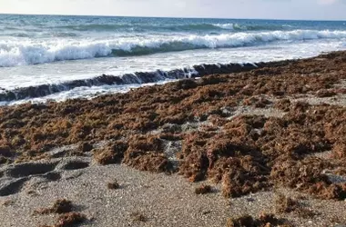 Cantabria enfrenta desafío por expansión de alga invasora