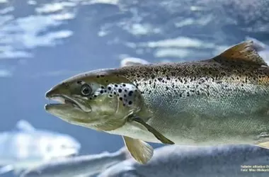 Salmón del Atlántico en España: Un Futuro Incierto en Peligro de Extinción