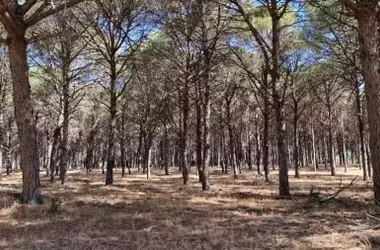 Inversión de 1.46 millones en Doñana para la reforestación y prevención de incendios