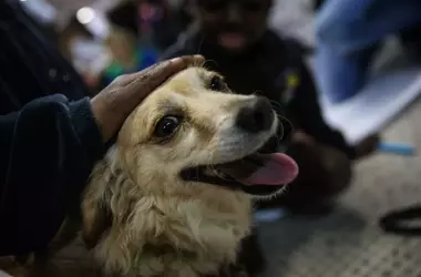 Los perros muestran una notable preferencia por las consonantes en la segmentación del habla