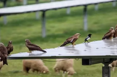 Aves Rapaces Florecen en Plantas Solares: Un Hábitat Inesperado en Sevilla