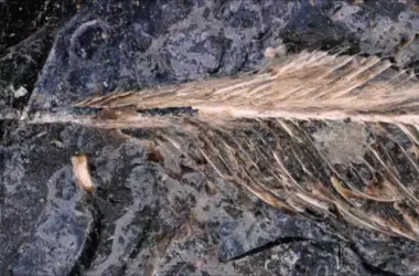 Descubrimiento de Pluma Fósil en Coprolito de Dinosaurio Revela Claves de Supervivencia Aviar tras Impacto de Asteroide