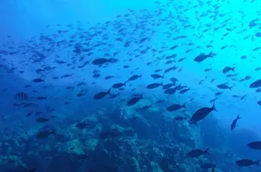 La Reserva Marina de Calp Recibe Apoyos Cruciales para la Restauración Pesquera