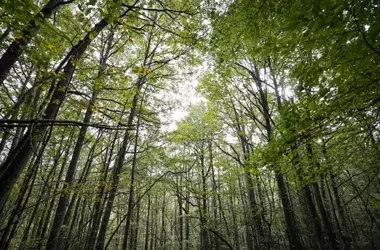 Más de mil quinientos millones de hectáreas de bosques degradados en el mundo, según el reporte de la FAO