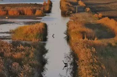 Uso de GPS revoluciona la detección temprana del virus del Nilo en águilas imperiales de Doñana