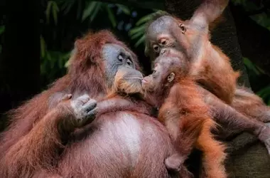 La intrincada educación de los orangutanes: un viaje de ocho años para dominar el arte de la alimentación