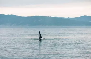Descubrimiento Asombroso: Dos Nuevas Especies de Arañas Marinas Reveladas en el Mar de Salish