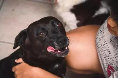 Un estudio revela que los perros procesan el lenguaje humano de manera similar a las personas