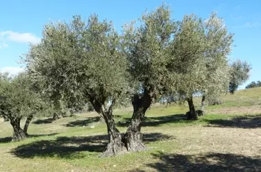 Los Olivares: Un Santuario de Biodiversidad Inesperado