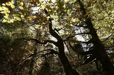 Navarra Renueva su Catálogo de Montes Públicos Tras un Siglo