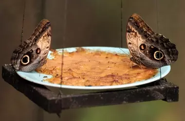 Mariposas: Maestras de la Ilusión Óptica en la Naturaleza