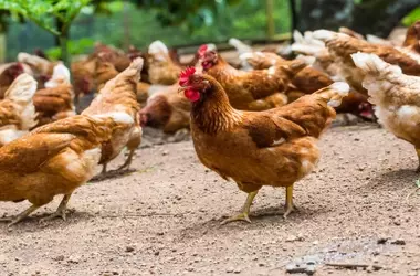 Día Mundial de los Animales de Granja 2026: Por un Futuro de Bienestar Animal Integral