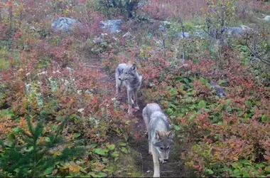 El Regreso Triunfal de los Lobos a Isle Royale: Un Ecosistema en Renovación