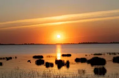 El clavel de Doñana: Un misterio científico de resistencia a la sequía desvelado