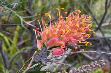 Auge inesperado: La polilla Bogong en Australia desafía su estado de amenaza