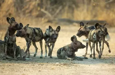 Perros Salvajes Africanos: Una Odisea de Supervivencia y el Desafío de la Conservación