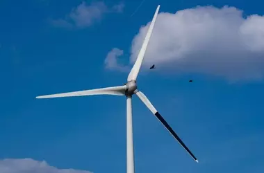 Optimización Eólica: Pintar Palas de Aerogeneradores para Reducir la Mortalidad Aviar