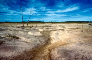 Plantación de Eucaliptos para Combatir la Salinidad: Un Estudio de Caso Australiano