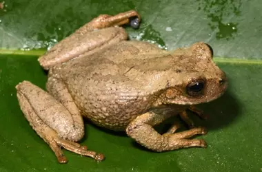 Descubierta Nueva Especie de Rana Marsupial Dorada en los Andes Peruanos