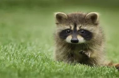 Día Mundial de los Animales 2026: Una Celebración para la Protección y Conservación Integral