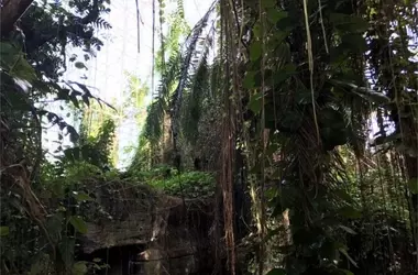 Estudio de la Selva Tropical de la Biosfera 2 ante la Sequía