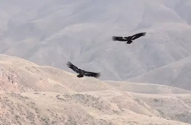 La notable recuperación del cóndor de California: de 27 a 607 ejemplares