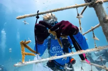 Restauración de Corales: Un Esfuerzo Vital Ante el Calentamiento Oceánico