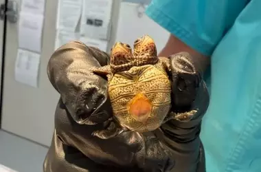 Descubren Cría de Tortuga Diamante con Dos Cabezas en Cape Cod