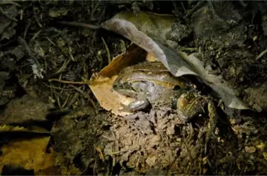 Descubriendo la resistencia de la rana de madera: Supervivencia a la congelación extrema