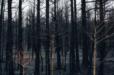 Las precipitaciones post-incendio: un desafío para la recuperación forestal