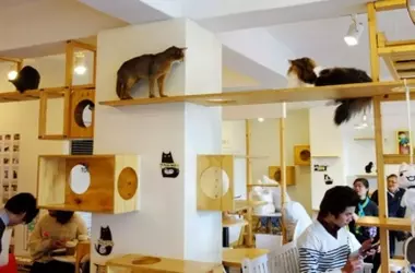 Japón examina el impacto de los cafés con animales en el bienestar y la salud pública