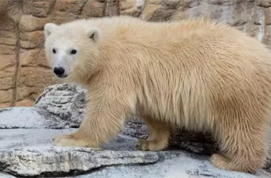 Oso polar huérfano encuentra refugio: Un nuevo comienzo en el zoo de Winnipeg