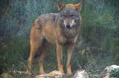 Conflicto en Asturias: La protección del lobo frente a los intereses ganaderos