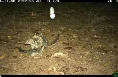Soluciones Innovadoras para el Quoll del Norte: Tuberías Plásticas como Refugios de Fauna en Zonas Mineras