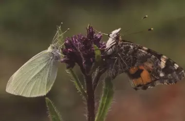 Retroceso en las Poblaciones de Mariposas en el Sur Mediterráneo Español: Un Análisis Detallado
