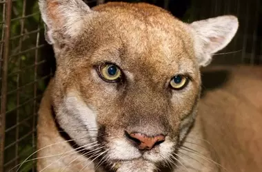El Legado del Puma P-22: Un Puente Crucial para la Vida Silvestre en Los Ángeles