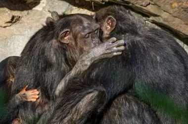 La Amistad entre Chimpancés: Un Reflejo de la Conducta Social Humana