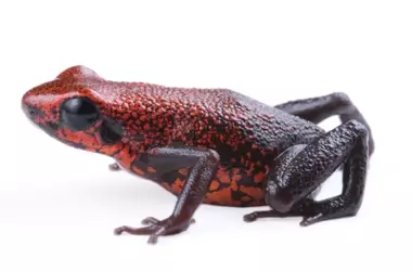 Descubierta en Ecuador una Rana Venenosa 'Perplexus' con Futuro Incierto