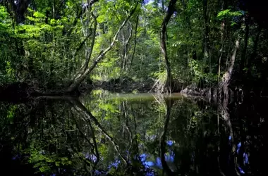 Biodiversidad en Declive: Amenaza para Servicios Ecosistémicos y la Humanidad