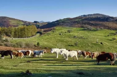 Navarra Delimita sus Montes de Utilidad Pública con Cartografía Actualizada